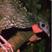 Andean Guan